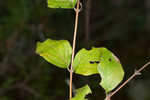 Coralberry